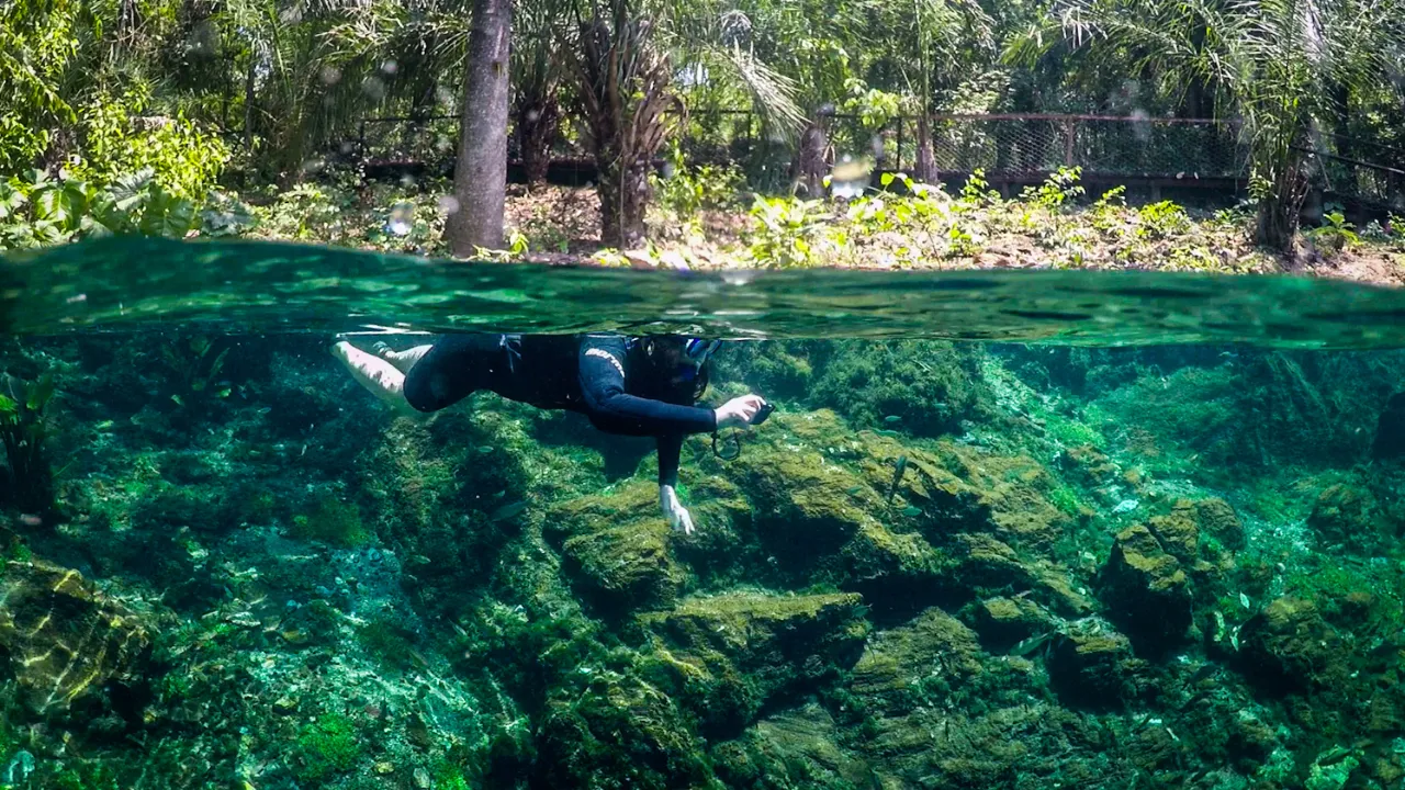 Águas cristalinas em Bonito com peixes coloridos e vegetação subaquática